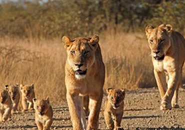 A Lion's Family on the move