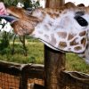 Giraffe_feeding