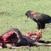 bateleur eagle