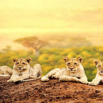 Safari Itineraries Kenya