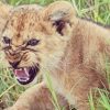 lion cub serengeti