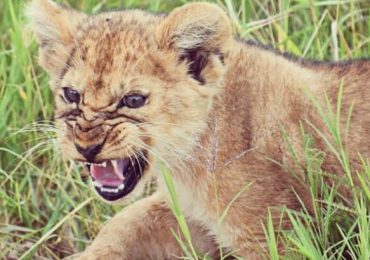 lion cub serengeti