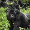 mountain-gorilla-rwanda