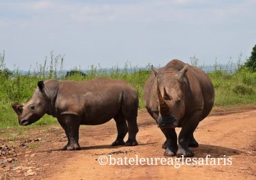 A Rhino family