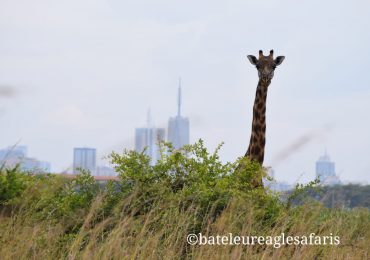 Giraffe Nairobi Park