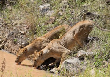 Lions Quenching thirst
