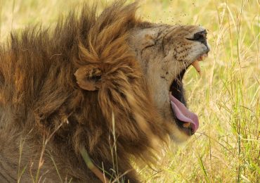 Lions roar