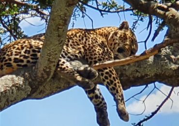 leopard taking a nap