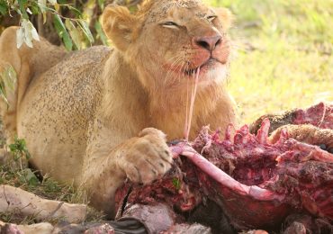 lion tearing the Prey