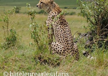 cheetah_1