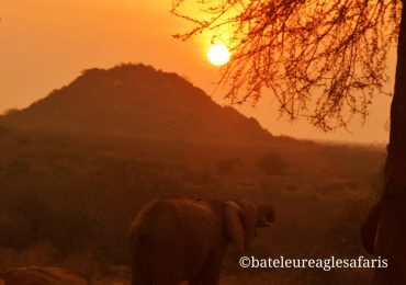 An elephant - Sunset