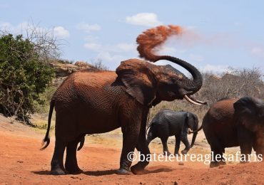 Elephants Play time