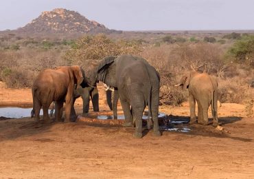 Elephants-Playing