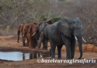 Elephants herd
