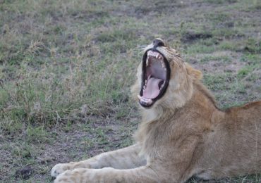Lion_yawn