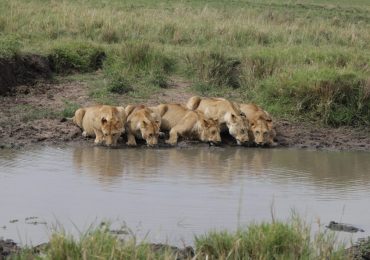 Lions_Quench time
