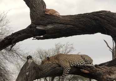 Leopard nap time