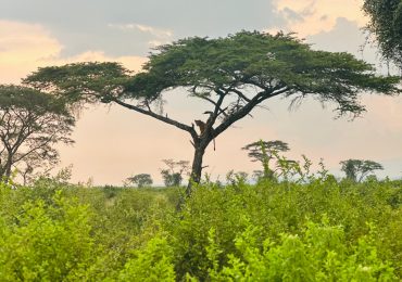 Cat On tree top