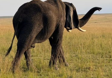 Elephant