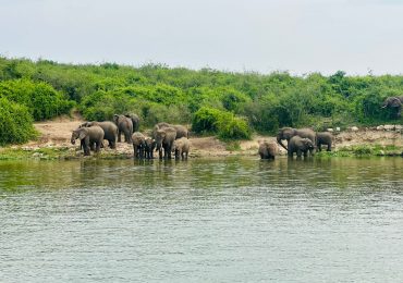 Elephants Quenching thirst