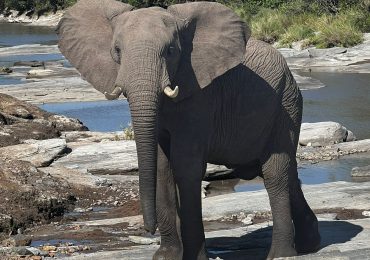 Elephant